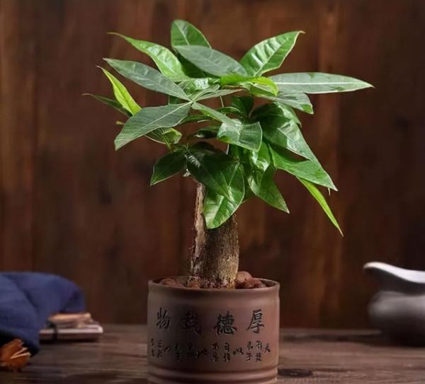 9種“招財花”,好看又招財,有錢人都喜歡養 9種“招財花”,好看又招財,有錢人都喜歡養