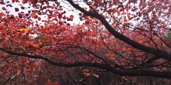 紅葉集之六——醉臥紅塵