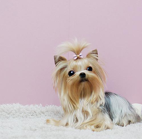 這些狗狗適合“學生黨”,省錢又好養 這些狗狗適合“學生黨”,省錢又好養