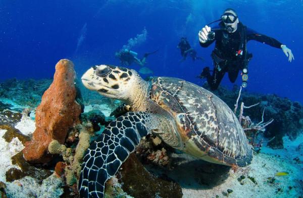 潛水知識｜如何保持中性浮力？