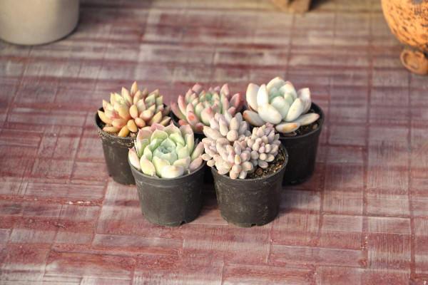 夏季多肉難養好?記住3個不要,安穩度夏不困難 夏季多肉難養好?記住3個不要,安穩度夏不困難