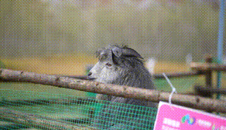 多圖預警｜鹿島公園&amp;趣玩萌寵節今日盛大開放