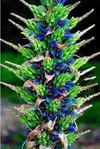 22種奇異的花欣賞之二