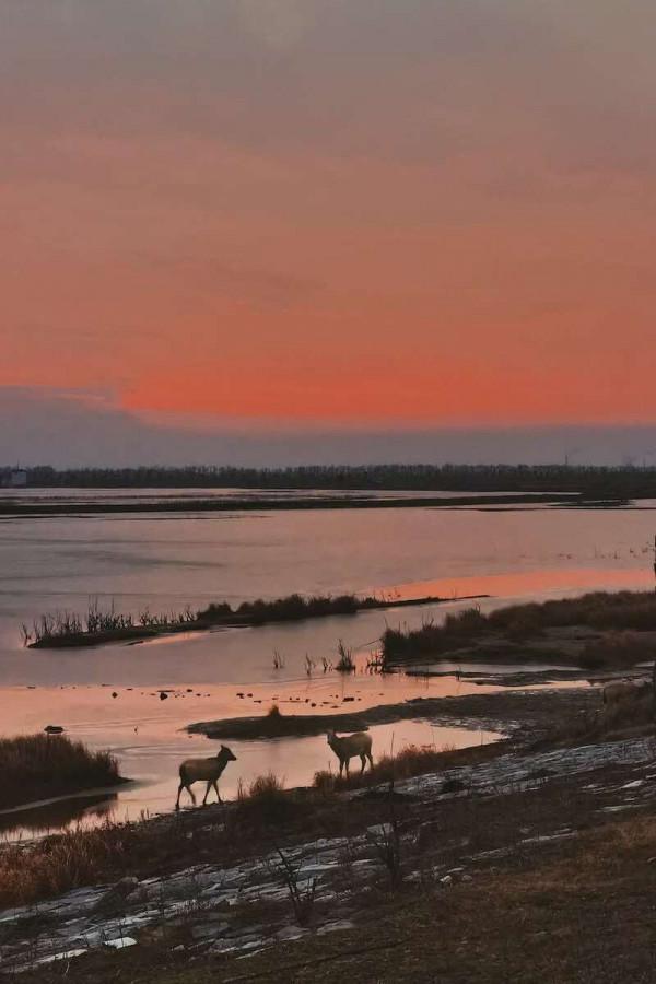 沿著鹽城海堤尋鹿