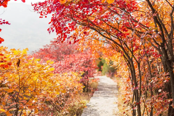 靈山秀水,漫山紅葉......一到深秋,這個被人遺忘的世外桃源又美成仙! 靈山秀水,漫山紅葉......一到深秋,這個被人遺忘的世外桃源又美成仙!