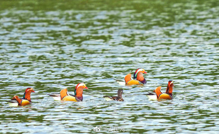 可可愛愛！福建三明迎鴛鴦越冬