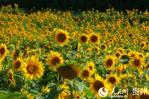 貴州修文： 向日葵花開成海迎客來