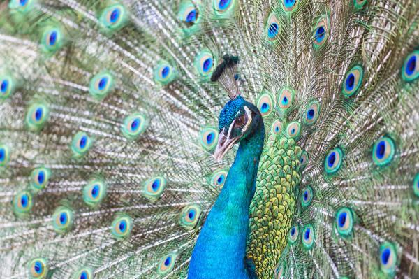 孔雀尾巴與詩之格律 孔雀尾巴與詩之格律