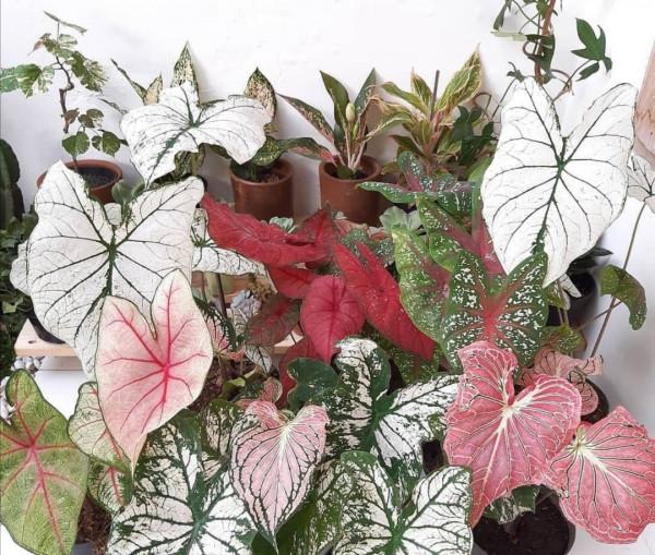 家裡陽光太少，可養7種喜陰花，沒有光照也能長好