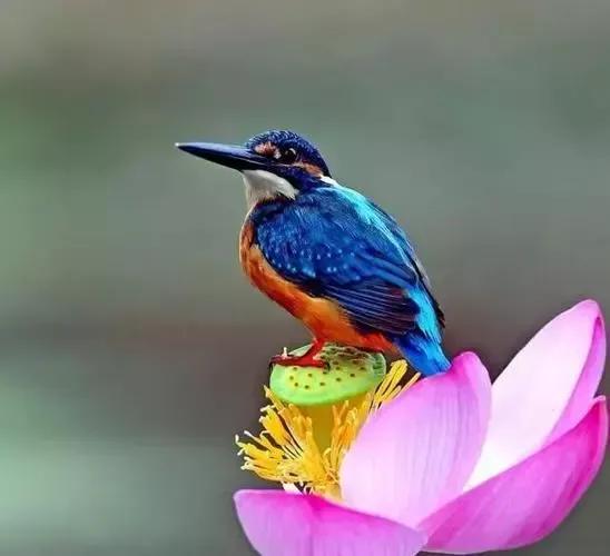 超級可愛的&mdash;&mdash;萃鳥