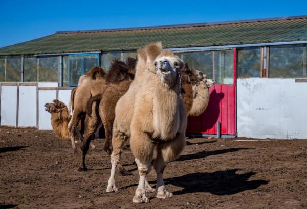 三天三季-我的烏蘭布統之旅-第五篇