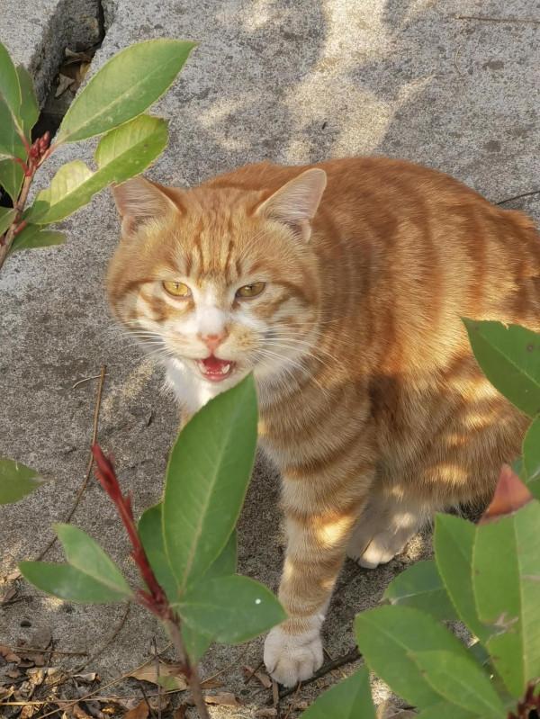 張公山公園的貓