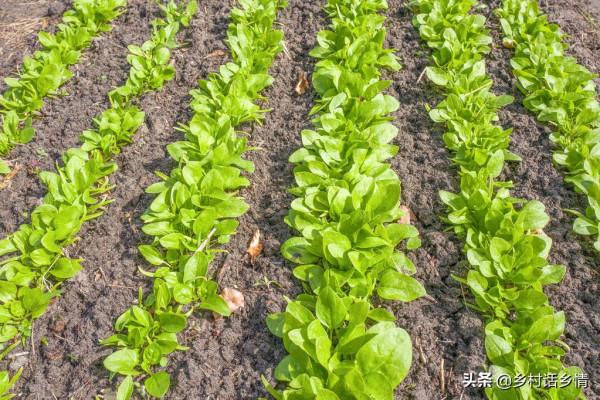 誰說現在種菜晚,這三種蔬菜秋分前後種植正好,南北都能種 誰說現在種菜晚,這三種蔬菜秋分前後種植正好,南北都能種