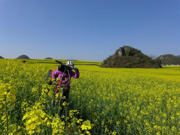 我對羅平的油菜花似乎也有&OpenCurlyDoubleQuote;七年之癢&rdquo;