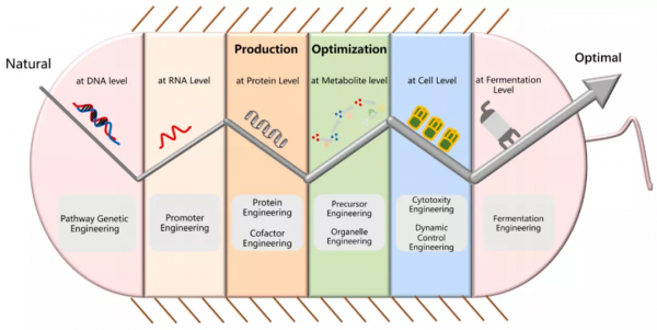 合成生物學會給發酵工業帶來深刻變革丨專訪天科大教授於愛群 合成生物學會給發酵工業帶來深刻變革丨專訪天科大教授於愛群