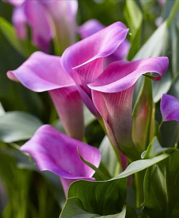 銀光綠裡似觀音，芋葉疑荷溼水斟&mdash;&mdash;海芋花