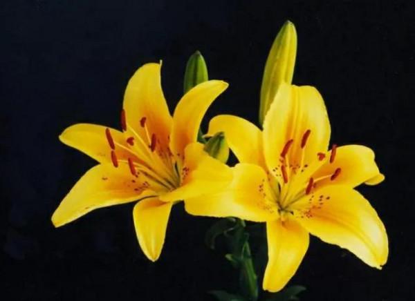 3種很受追捧的“年宵花”，被花友們當作寶，卻不適合“臥室養”