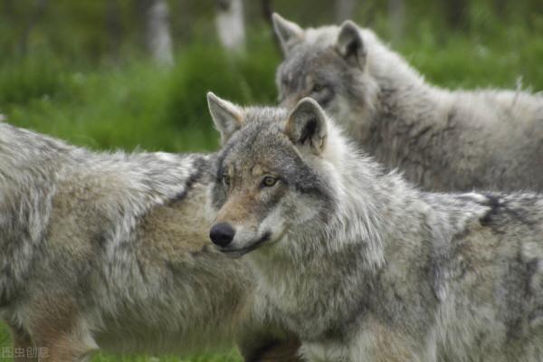 故事 兇惡的大灰狼也懂得親情 為了救活小狼崽 它們很友好的求助人類