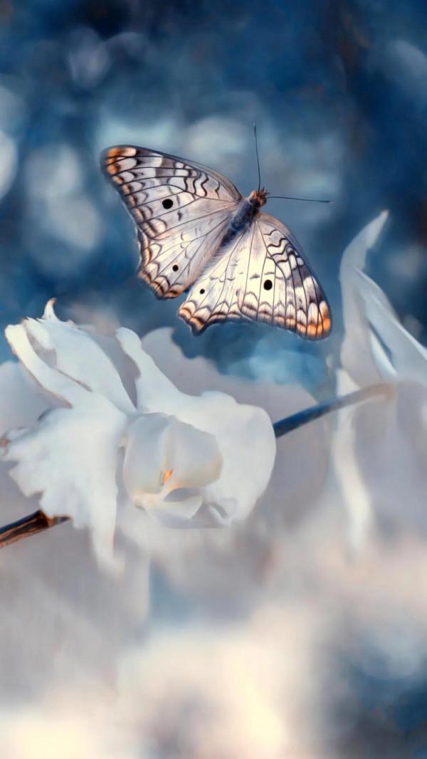 分享——美麗的蝴蝶