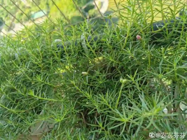 超便宜的藍雪花,開出清涼藍色花,夏天看著超涼快 超便宜的藍雪花,開出清涼藍色花,夏天看著超涼快