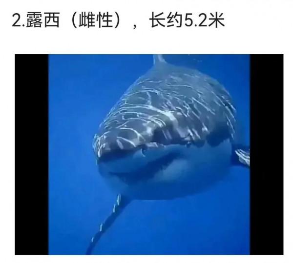 盤點那些巨型大白鯊（下）