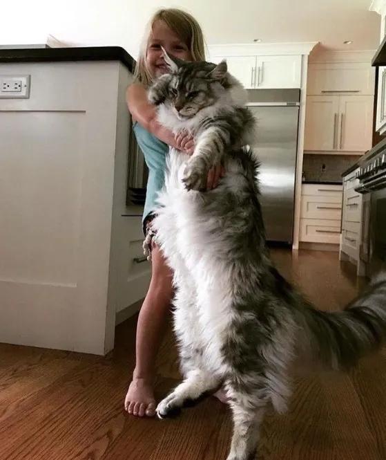 家養貓咪大彙總「三」 家養貓咪大彙總「三」