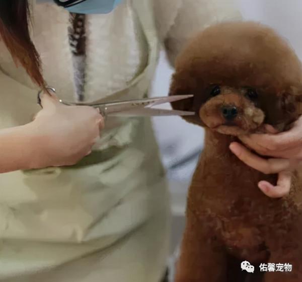 雷孃孃告訴你寵物美容師工作好不好