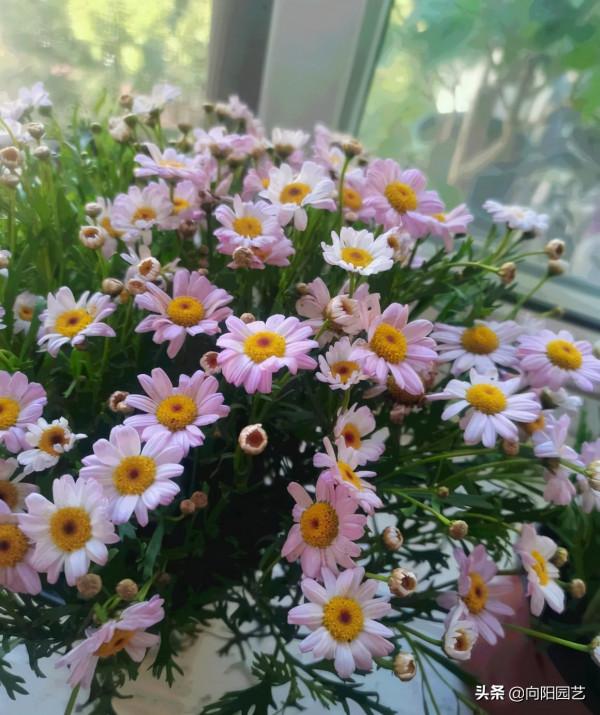 最容易爆花的6種草花,有太陽就開花,陽臺黨必備,趕緊入手 最容易爆花的6種草花,有太陽就開花,陽臺黨必備,趕緊入手