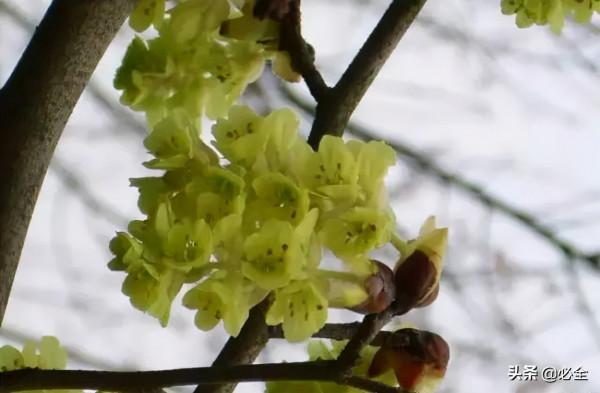 18種常見的先花後葉植物集錦 18種常見的先花後葉植物集錦