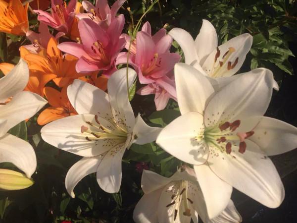 多倫多園丁猴哥猴嫂30年經歷38：聖誕節要去紐約過了瀑布下大雪了