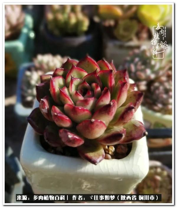 總有一段文字觸動心絃，總有那麼一盆多肉能打動你的心