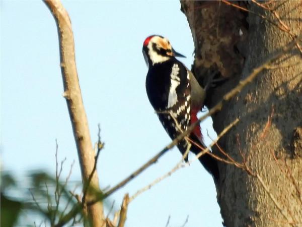 拍鳥識鳥——大斑啄木鳥