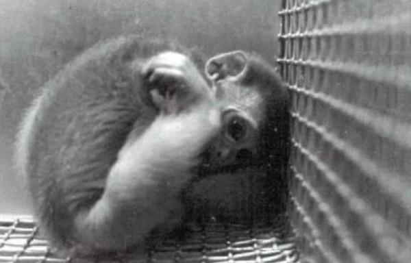 恆河猴實驗:以愛之名義,做殘忍虐心的實驗?使眾多幼兒重獲母愛 恆河猴實驗:以愛之名義,做殘忍虐心的實驗?使眾多幼兒重獲母愛