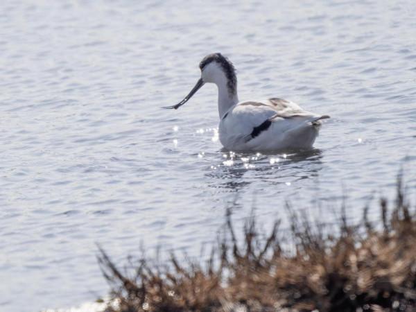 “海底撈”的高手-反嘴鷸 “海底撈”的高手-反嘴鷸