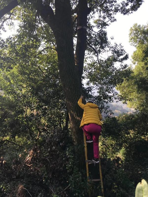 太湖銀杏村,家家戶戶都有幾棵百年銀杏樹,從蘇州坐2元公交能到 太湖銀杏村,家家戶戶都有幾棵百年銀杏樹,從蘇州坐2元公交能到