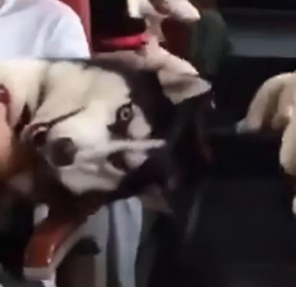 幾十只哈士奇出門旅遊是什麼狀態？