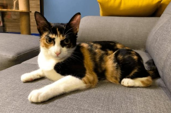 賣貓的人,不會告訴你,這幾種貓更好養 賣貓的人,不會告訴你,這幾種貓更好養