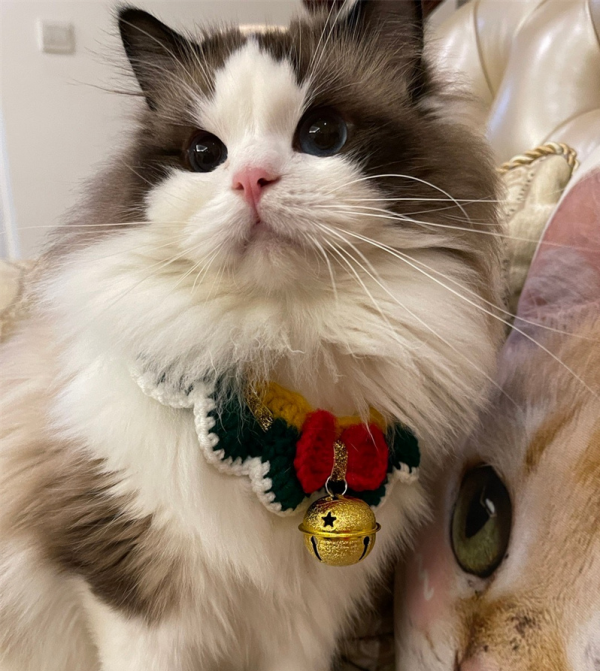 冬季轉會期僅剩三天，老將Lionkk去向成焦點，秋哥透露關鍵資訊