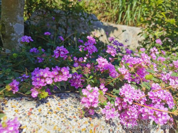 塘朗山&plus;深雲谷，我一天連爬這兩座山，也是沒誰了