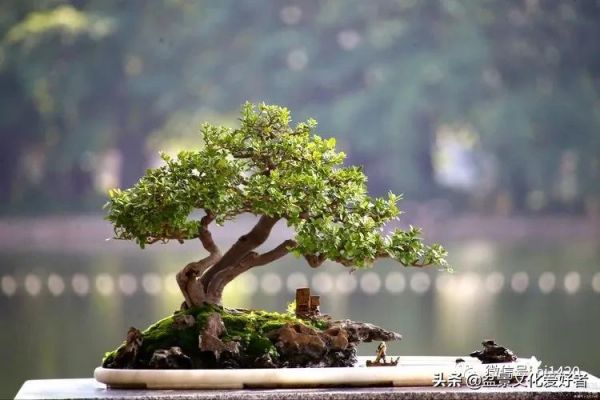 玩盆景,只是玩玩嗎? 玩盆景,只是玩玩嗎?