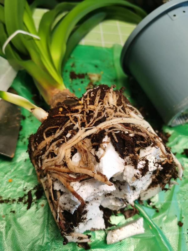 我的朱頂紅(二) 我的朱頂紅(二)