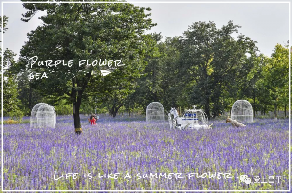 昌平夏末美景專屬地！藍天白雲，水鳥倒映，花田拍照......美不勝收！