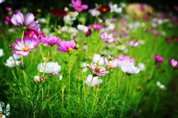 勸別人要大度，他自己卻以睚眥必報，你身邊有這種人嗎？