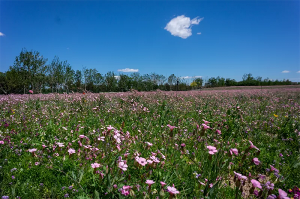 北京環球度假區的這片“專屬花海”簡約卻不簡單 北京環球度假區的這片“專屬花海”簡約卻不簡單
