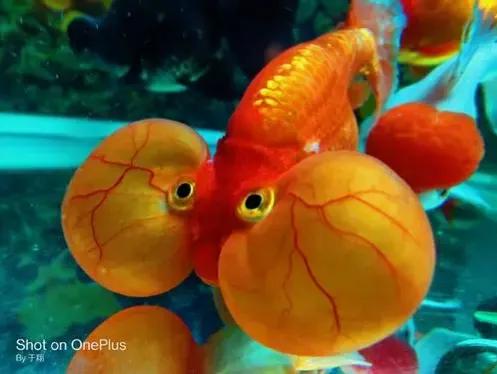 還是不建議新手朋友上手的國粹傳承金魚——水泡子