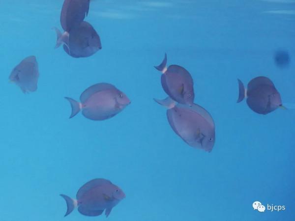 塞班島:為什麼美國唯一把這塊國土對中國人免籤? 塞班島:為什麼美國唯一把這塊國土對中國人免籤?