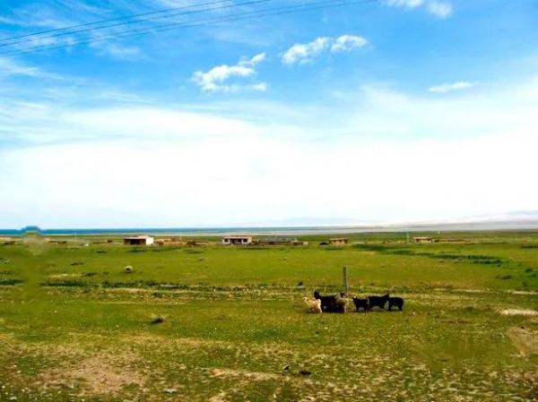 太陽啊 我終於&period;&period;&period;&period;&period;&period;崑崙山之&mdash;&mdash;高原的人&period;動物&period;草原 美美美