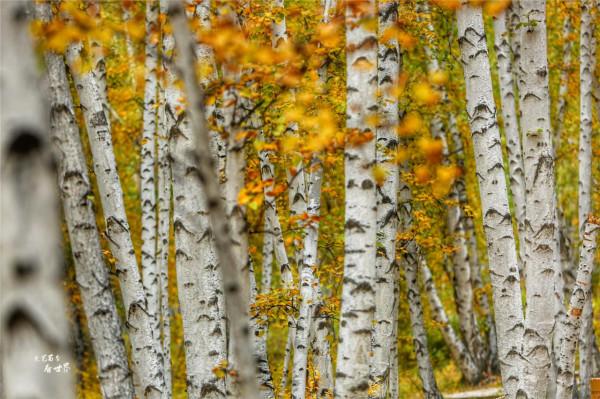 我為何會建議在秋天去呼倫貝爾大草原看看？因為它會變成一幅油畫