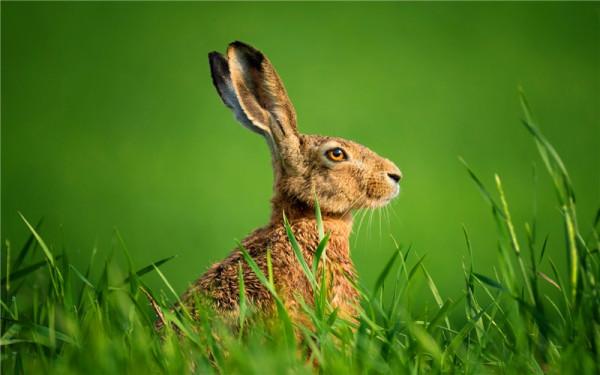 農村小成本養殖,有哪些專案可能實現年收入50萬以上?這幾種 農村小成本養殖,有哪些專案可能實現年收入50萬以上?這幾種