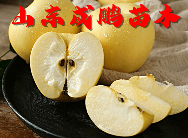 2021新品種水果苗